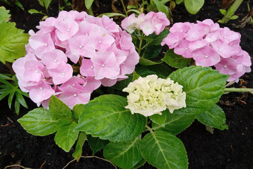 �1758550 �������(a): ����������:2560x1707